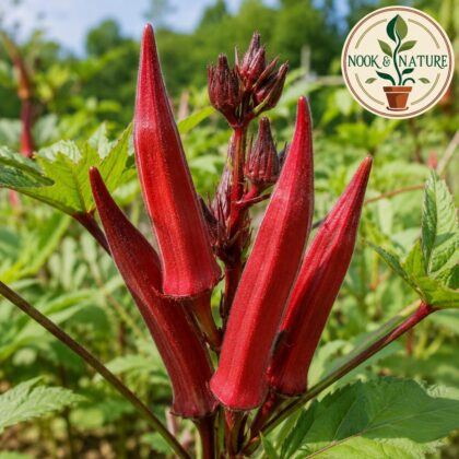 Okra Bhindi Scarlet Red Seeds - Nook & Nature