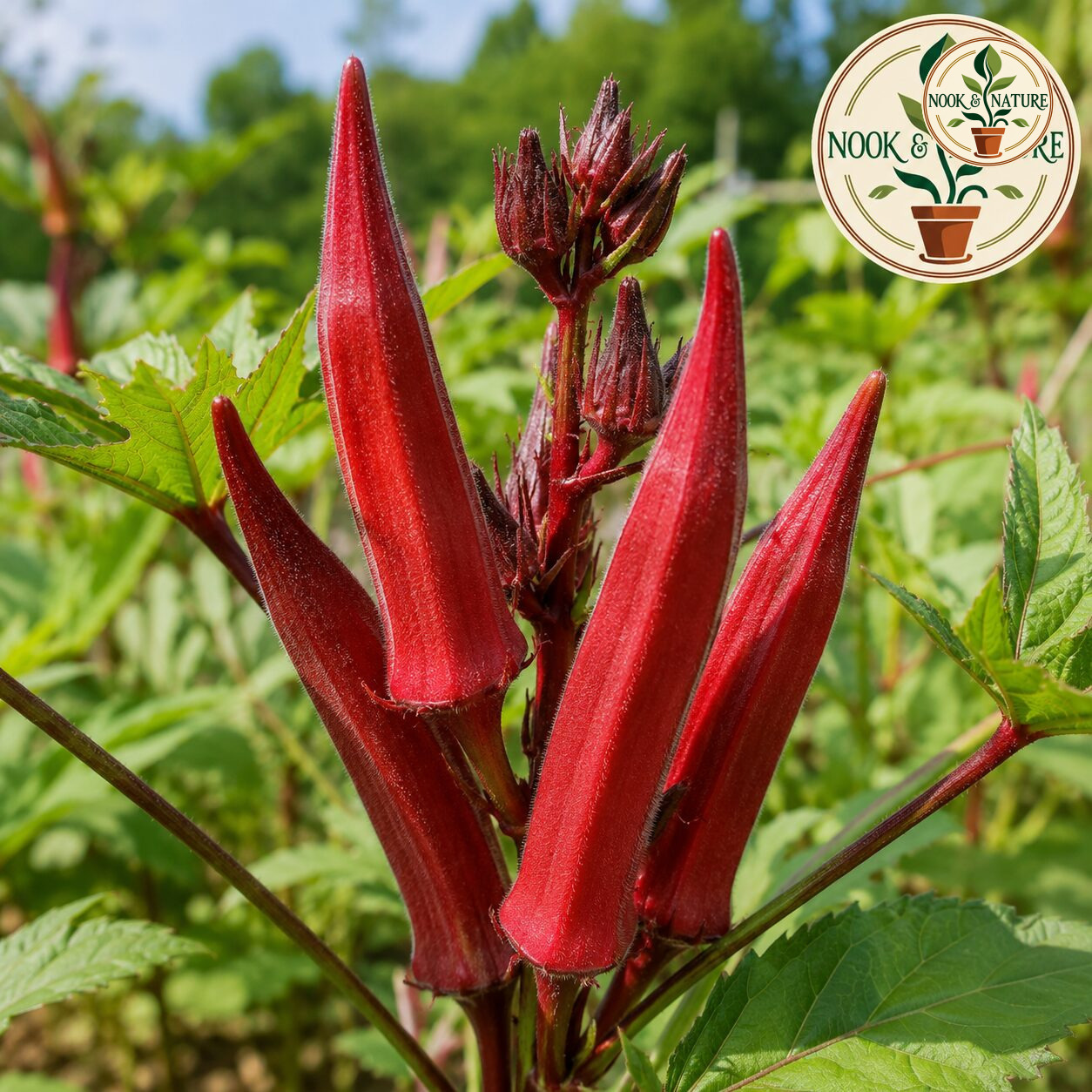 Okra Bhindi Scarlet Red Seeds - Nook & Nature