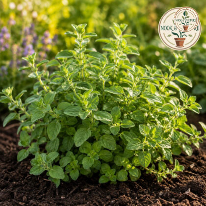 Oregano Herb Seeds - Nook & Nature
