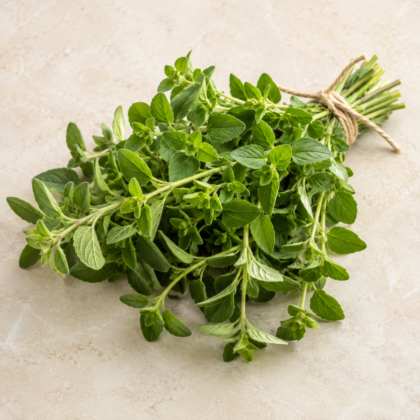 A freshly harvested bundle of green oregano sprigs tied with twine on a neutral surface.