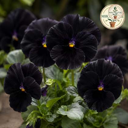 Pansy Black with Blotch Flower Seeds - Nook & Nature