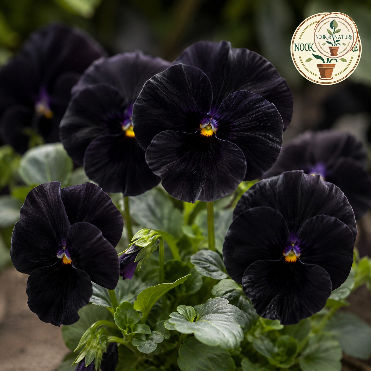 Pansy Black with Blotch Flower Seeds - Nook & Nature