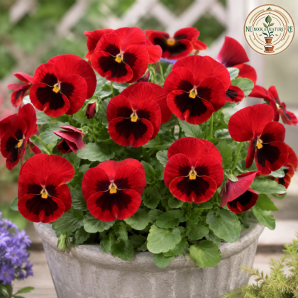 Pansy Scarlet Red Blotch Flower Seeds - Nook & Nature