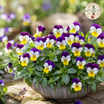 Pansy Viola Johnny Jump Up Flower Seeds - Nook & Nature