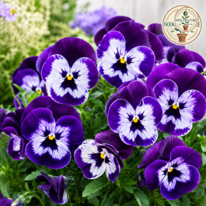 Pansy Violet White Blotch Flower Seeds - Nook & Nature