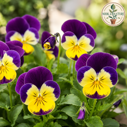 Pansy Yellow with Purple Wing Flower Seeds - Nook & Nature