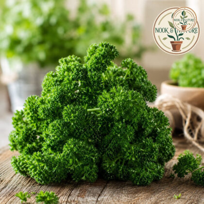 Parsley Moss Curled Herb Seeds - Nook & Nature