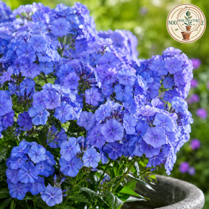 Phlox Beauty Blue Flower Seeds - Nook & Nature