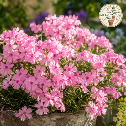 Phlox Beauty Leopoldii Pink Flower Seeds - Nook & Nature