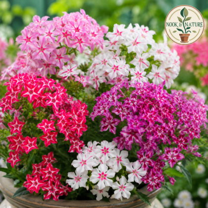 Phlox Twinkle Star Mix Flower Seeds - Nook & Nature