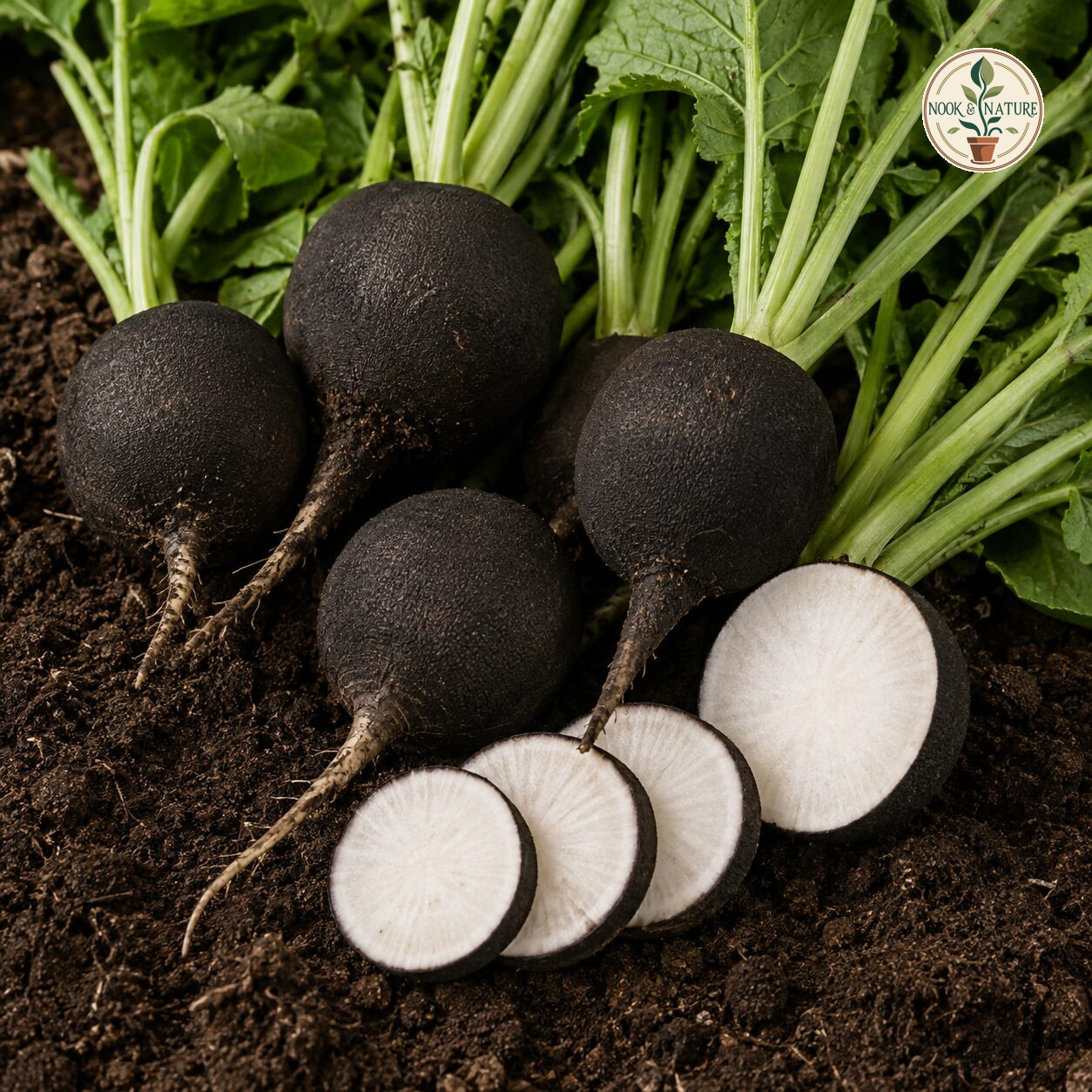 Radish Imported Black Tondo Seeds - Nook & Nature