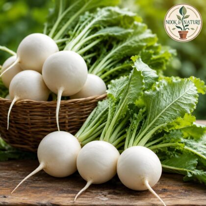 Radish Imported White Globe Seeds - Nook & Nature