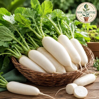 Radish Oval De Munich Seeds - Nook & Nature