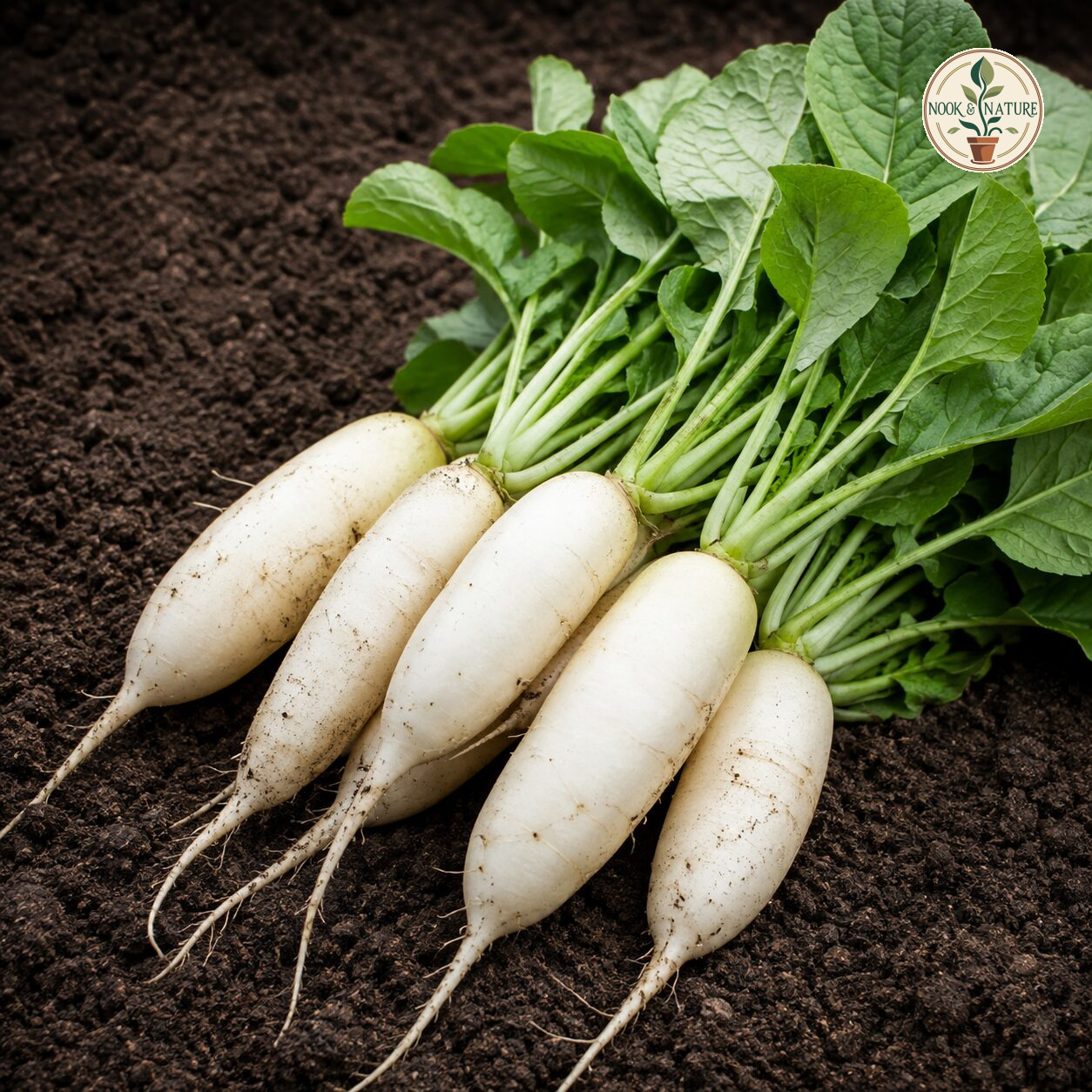 Radish Oval De Munich Seeds - Nook & Nature