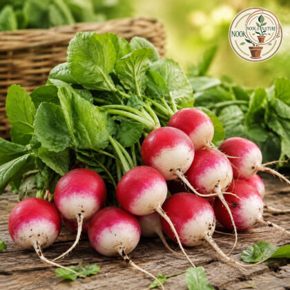 Radish Tondo Half Red Seeds - Nook & Nature