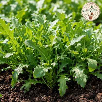Rucola Cultivated Seeds - Nook & Nature