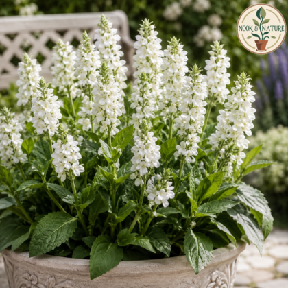 Salvia Salsa White Flower Seeds - Nook & Nature