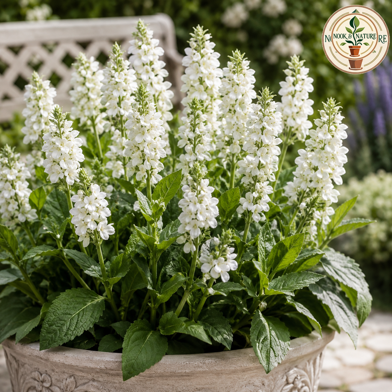 Salvia Salsa White Flower Seeds - Nook & Nature