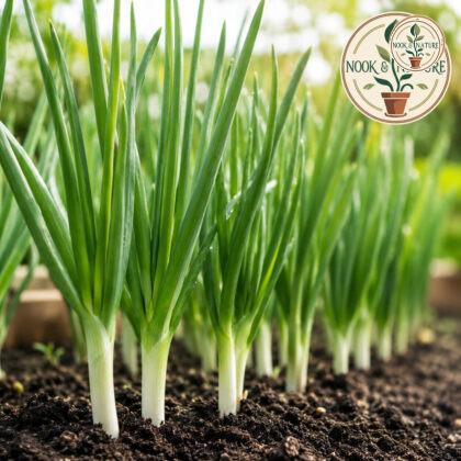 Spring Cut Bunching Onion Seeds - Nook & Nature