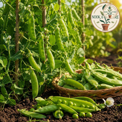 Sugar Pea Seeds - Nook & Nature