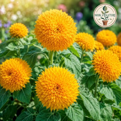 Sunflower Sun Gold Flower Seeds - Nook & Nature