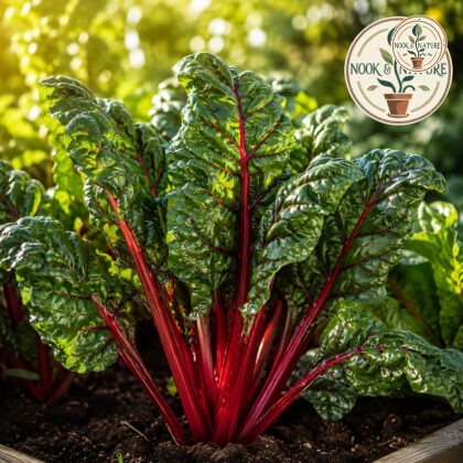 Swiss Chard Imported Red Seeds - Nook & Nature
