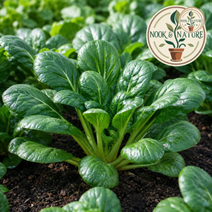 Tatsoi Asia Greens Seeds - Nook & Nature