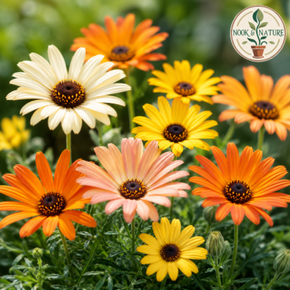 Venidium Mixed Cape Daisy Flower Seeds - Nook & Nature