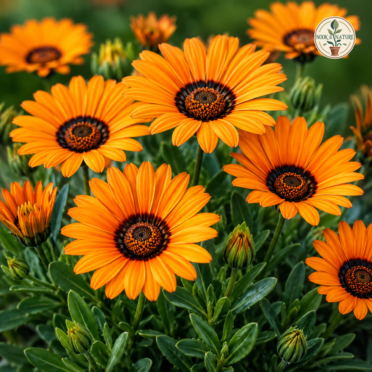 Venidium Orange Cape Daisy Flower Seeds - Nook & Nature