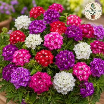 Verbena Quartz Mixed Flower Seeds - Nook & Nature
