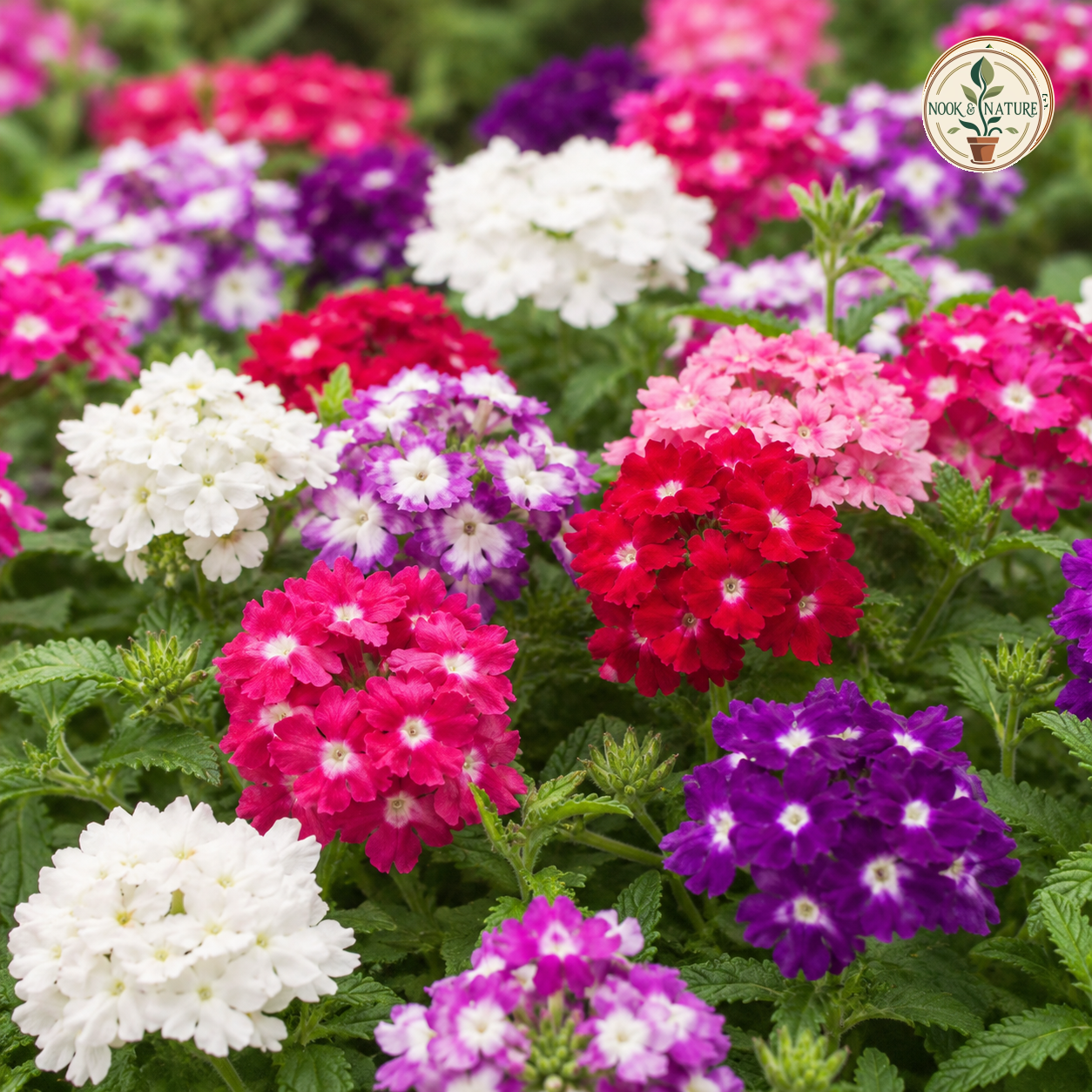 Verbena Quartz Mixed Flower Seeds - Nook & Nature