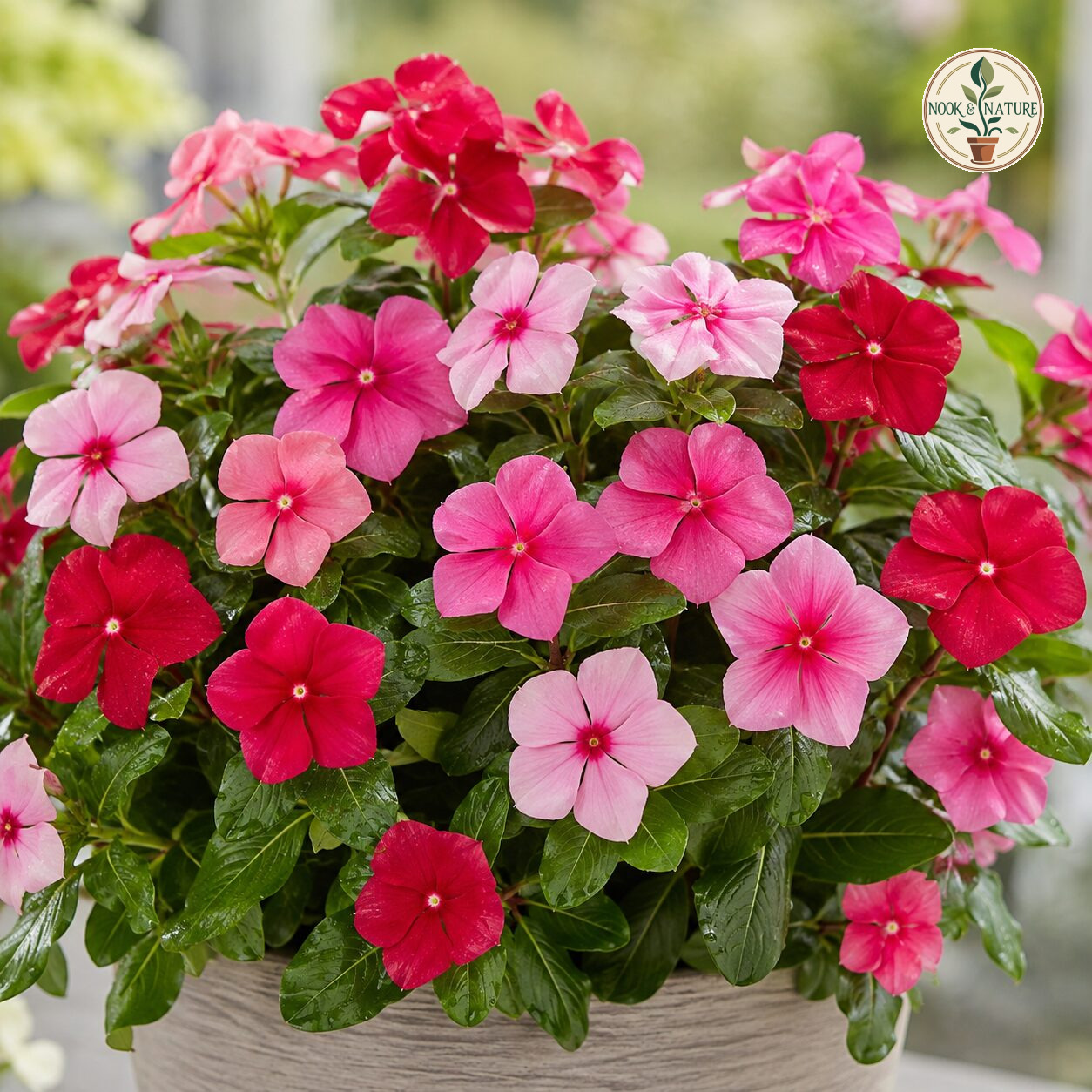 Vinca Rosea Cranberry Mixed Flower Seeds - Nook & Nature