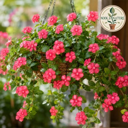 Vinca Rosea Trailing Strawberry Flower Seeds - Nook & Nature