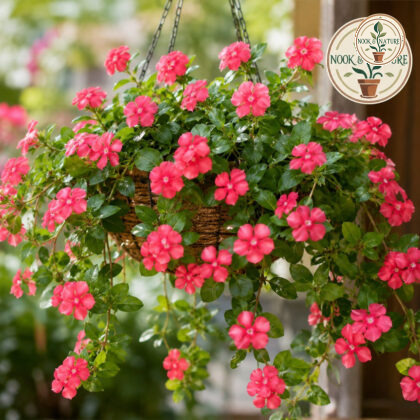 Vinca Rosea Trailing Strawberry Flower Seeds - Nook & Nature