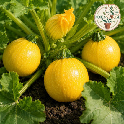 Zucchini Imported Round Yellow Seeds - Nook & Nature