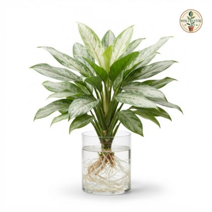 Aglaonema_Diamond_Water_Plant_202609071237