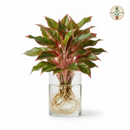 Aglaonema_Lipstick_plant_growing…_202609071237