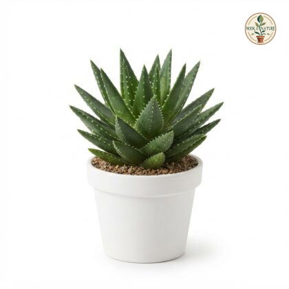 Aloe_Vera_plant_photography_202609071237