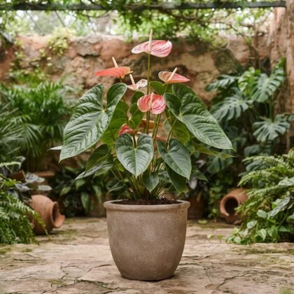 Anthurium arandae plant in a grey pot, surrounded by lush garden greenery and stone walls.