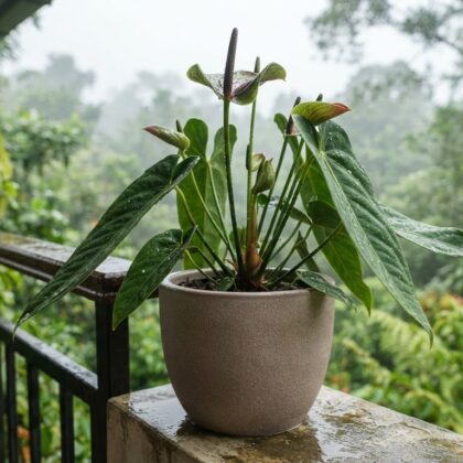 Anthurium berriozabalense