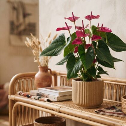 Anthurium betanianum plant in a ribbed pot on a rattan console table.