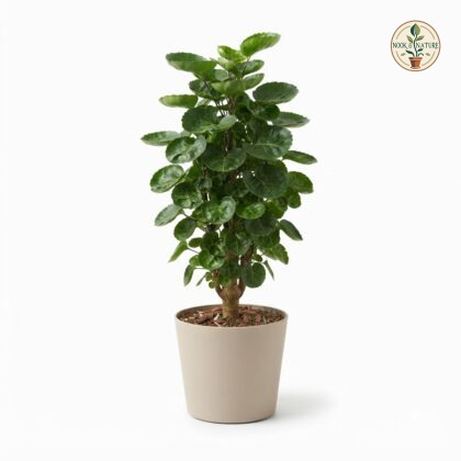 Aralia_green_plant_photography_202609071237
