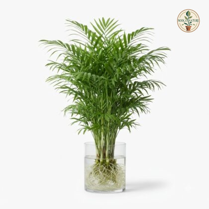 Areca_palm_plant_watering_202609071237