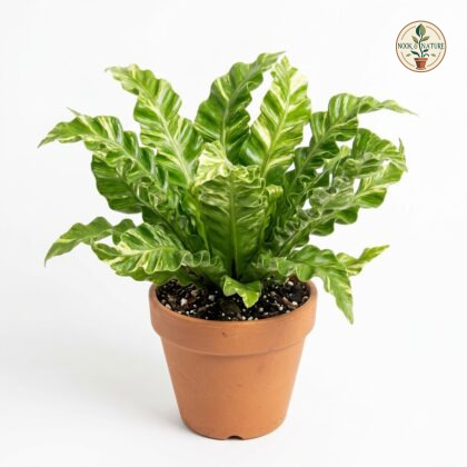 Asplenium_Cobra_in_pot_202609071237