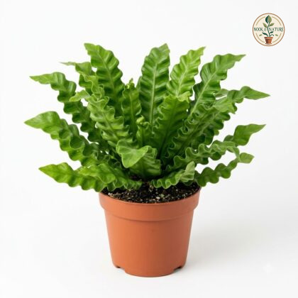 Asplenium_Crispy_Wave_in_pot_202609071237