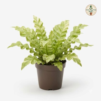 Asplenium_Crissie_in_nursery_pot_202609071237