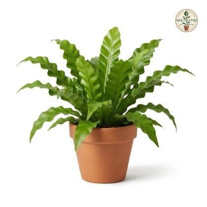 Asplenium_Leslie_plant_in_pot_202609071237