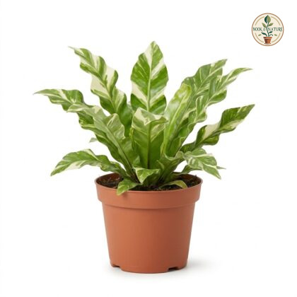 Asplenium_Nidus_Variegated_in_pot_202609071237