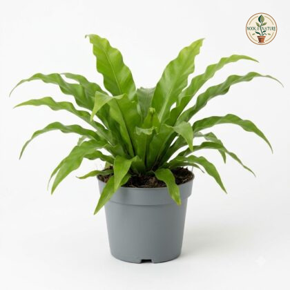 Asplenium_Nidus_plant_in_pot_202609071237