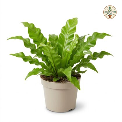 Asplenium_Venus_plant_in_pot_202609071237